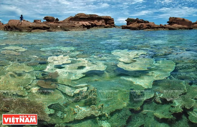 Les récifs coralliens de Hon Thom sont les plus beaux du Vietnam