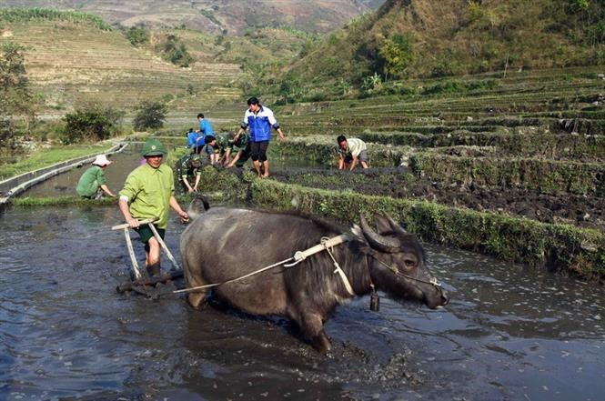Des gardes-frontières et des soldats de la délégation économique nationale 356 aident les agriculteurs à cultiver le riz dans la commune de Vang Ma Chai, district de Phong Tho, province de Lai Chau.