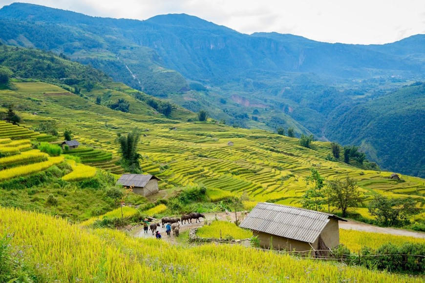 Cette saison du riz mûr tombe les deux premières semaines de septembre. Photo: Vietnam+