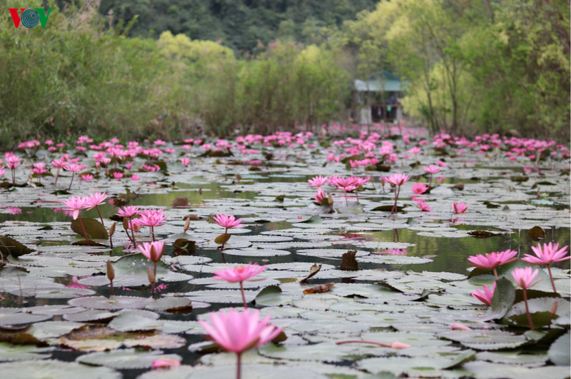 Les nénuphars de la rivière Yen est l'une des attractions du complexe de pagodes des Parfums (Huong). En novembre et décembre, les nénuphars en fleurs ornent la poétique rivière qui mène à la pagode.