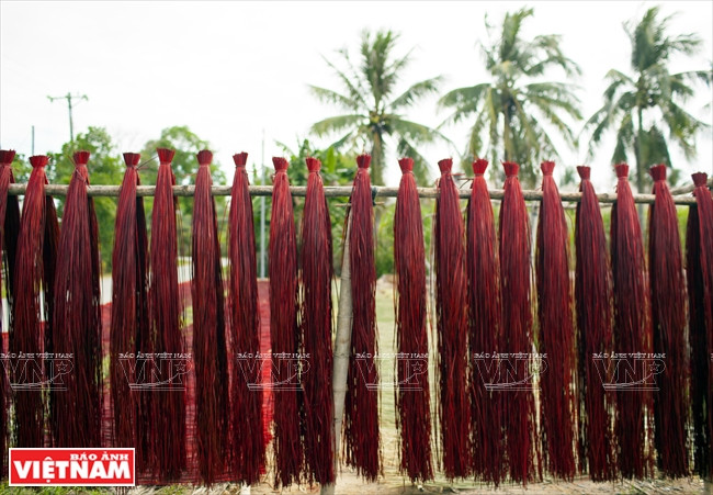 Fagots de souchet de Malacca en train de sécher.