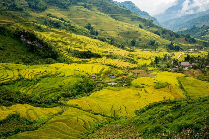 La commune d'Y Tý, à 100 km de la ville de Lao Cai, est une destination idéale pendant la saison du riz mûr. Photo: Vietnam+