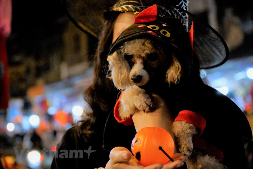 Un chiot porte une cape.