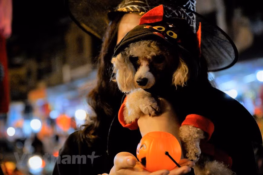 Un chiot porte une cape.