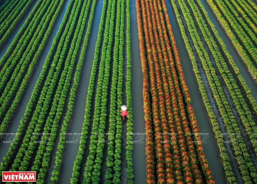 Village aux fleurs pendant les jours du Têt