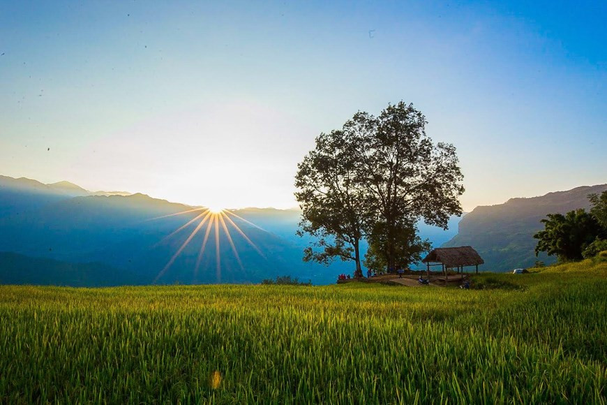 Rizières en terrasses à Y Ty à la saison du riz mûr. Photo: Vietnam+ 