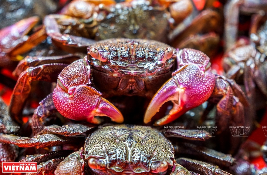 Le « Ba Khia », une espèce de crabe au Cap Cà Mau.