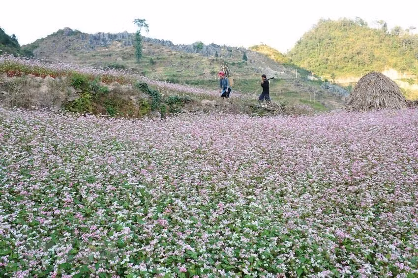 Des fleurs de sarrasin ("Tam giac mach" en vietnamien) sur le plateau calcaire de Dong Van. 