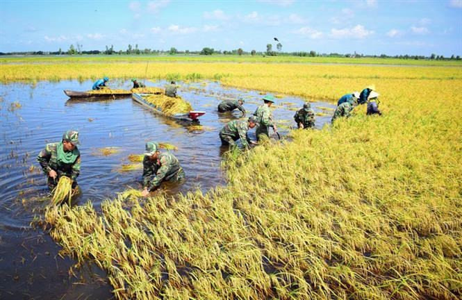 Des soldats de la province de Long An aident les habitants à récolter du riz dans le district frontalier de Tan Hung.