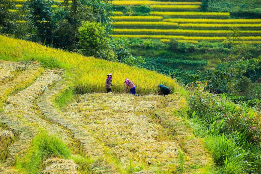 La récolte du riz. Photo: Vietnam+