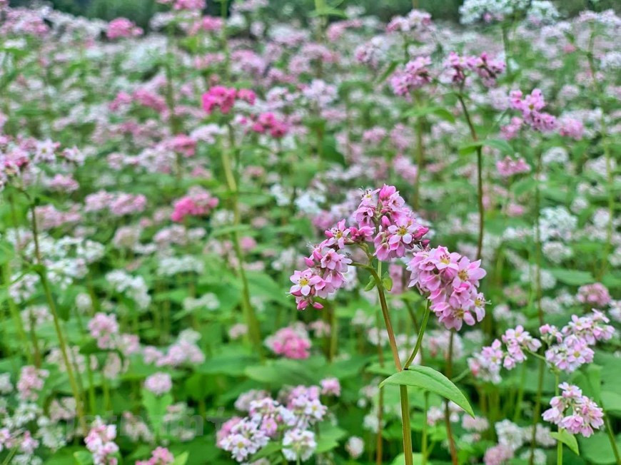 Les fleurs changent de couleur chaque semaine. Ils commencent par être blancs, puis passent au rose violacé avant de devenir rouge foncé. 