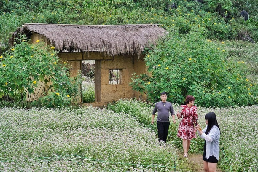 Ha Giang est connu comme un paradis avec de belles rizières en terrasse et des champs de fleurs de sarrasin 