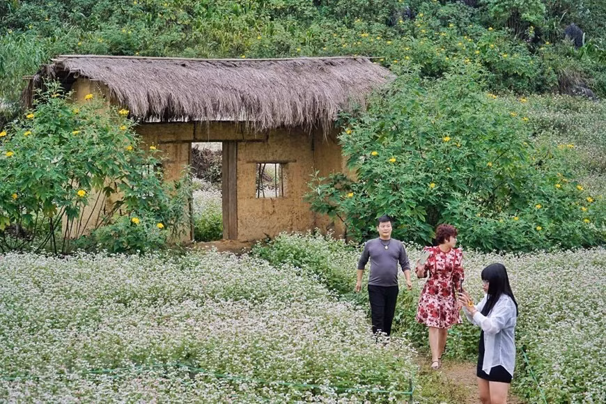 Ha Giang est connu comme un paradis avec de belles rizières en terrasse et des champs de fleurs de sarrasin 