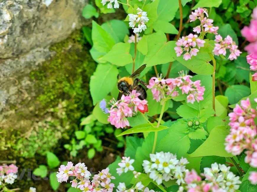 Bien que les fleurs de sarrasin soient petites, elles ont une forte vitalité. Dans les zones rocheuses arides, ils prospèrent encore et fleurissent glorieusement. 