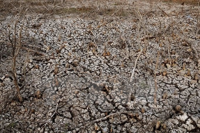 L’invasion d’eau salée menace les écosystèmes et la vie des espèces sauvages dans la zone humide de Lang Sen.