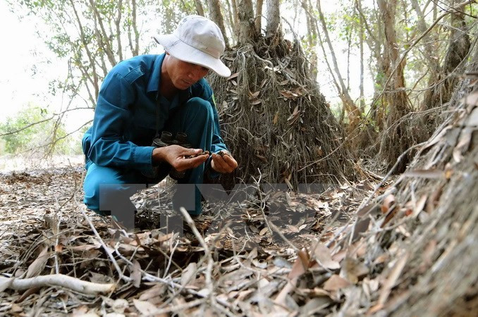Examen du taux d'humidité du sol pour prévenir les incendies de forêt dans le 7e site Ramsar du Vietnam. 