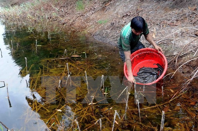 Des animaux et plantes sont évacués dans la zone halieutique de Lang Sen.