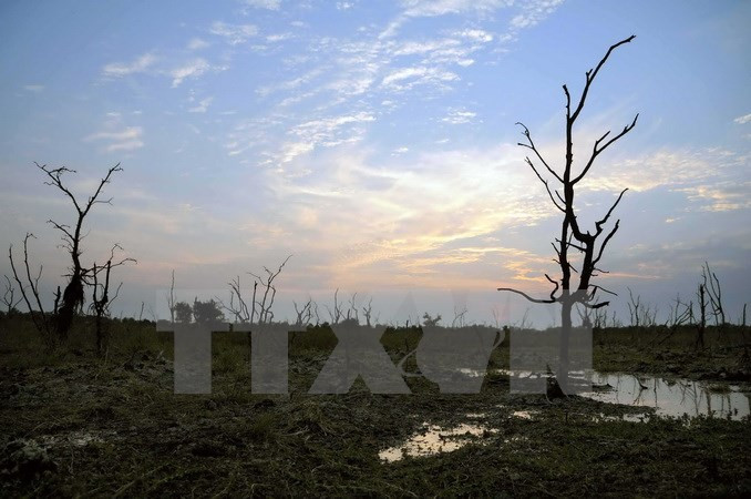 A cause de la pénurie d’eau douce, des milliers d’hectares​ de mangroves sont​ ass​échés.