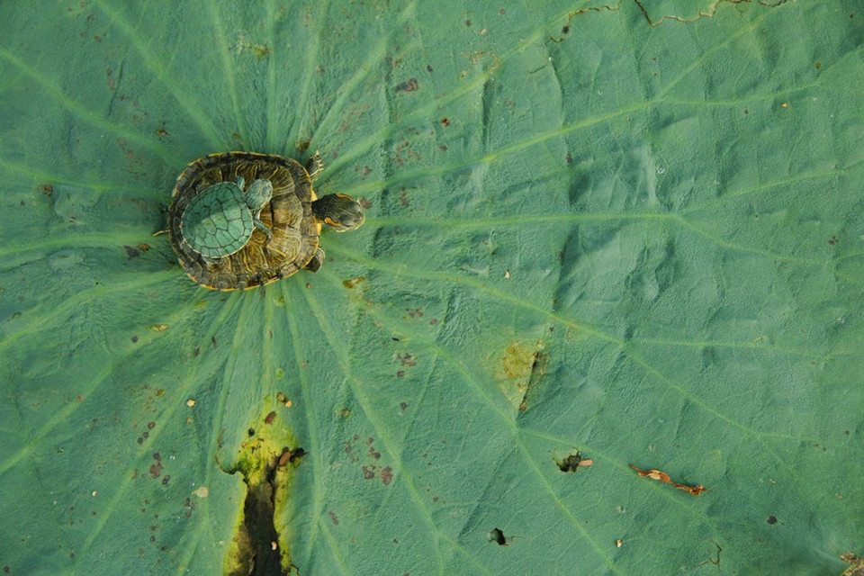 Le Troisième Prix de Motherhood. Auteur : Tran Quang Trung.
