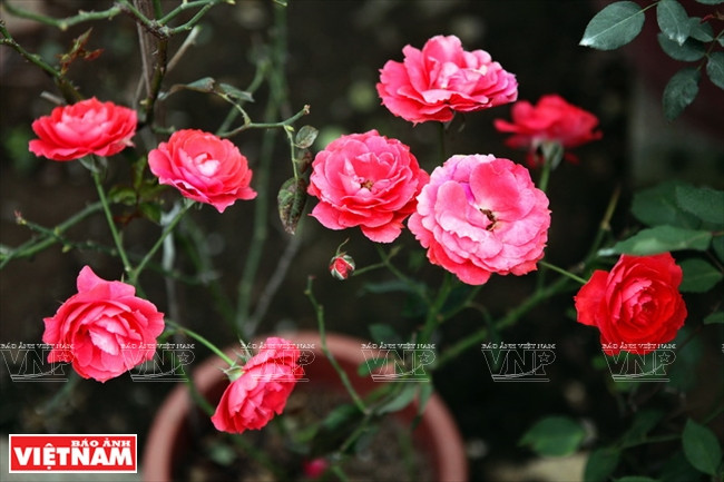 Divesrses variété de rose ancienne du Vietnam.