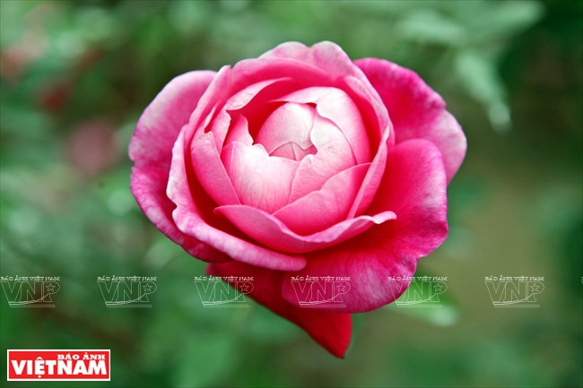 Roses anciennes de Sapa. 