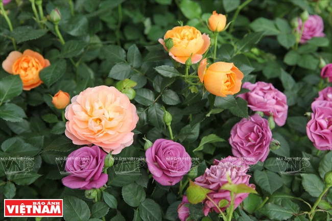 Nhập mô tả cho ảnh