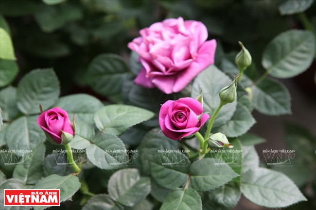 Nhập mô tả cho ảnh