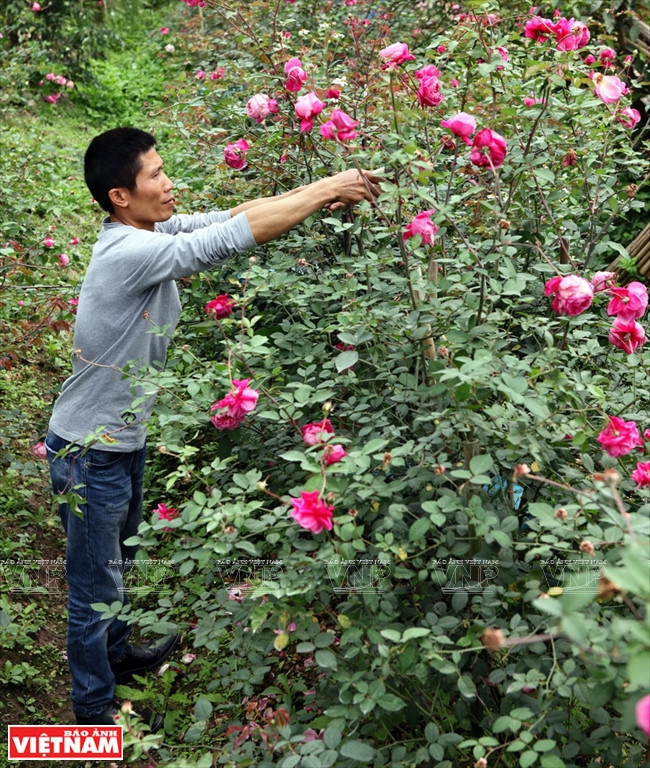 Les anciennes roses plantées dans les serres des communes de Xuân Quan et Phung Công, dans le district de Van Giang, dans la province de Hung Yên, rapportent gros aux producteurs.