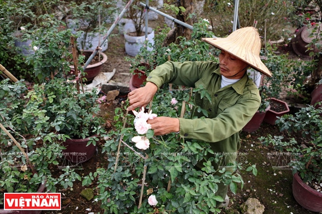 Les roses anciennes de Sapa ont été apportées au Vietnam par les Français. Elles poussent bien dans le district de Van Giang car les conditions pédoclimatiques du delta leur conviennent parfaitement.