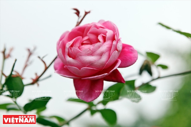 Roses anciennes de Sapa. 