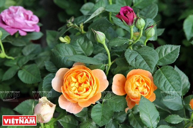 Des anciennes variétés de roses sont cultivées dans les jardins du district de Van Giang. 