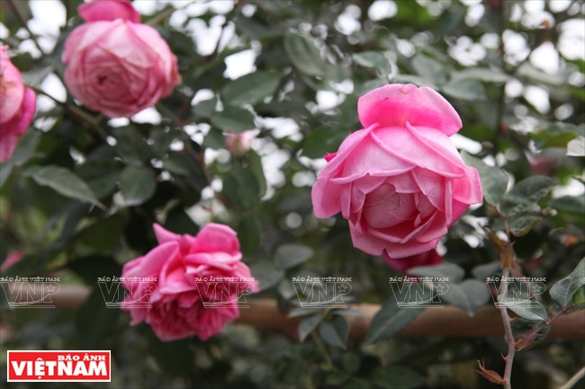 Roses anciennes de Sapa. 
