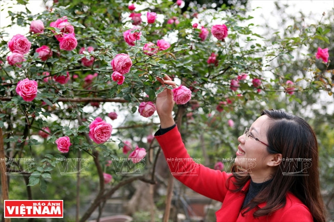 Les roses de Sapa sont les plus appréciées sur le marché pour leur beauté et leur élégance, leur parfum et surtout leur temps de floraison du 10e au 4e mois lunaire.