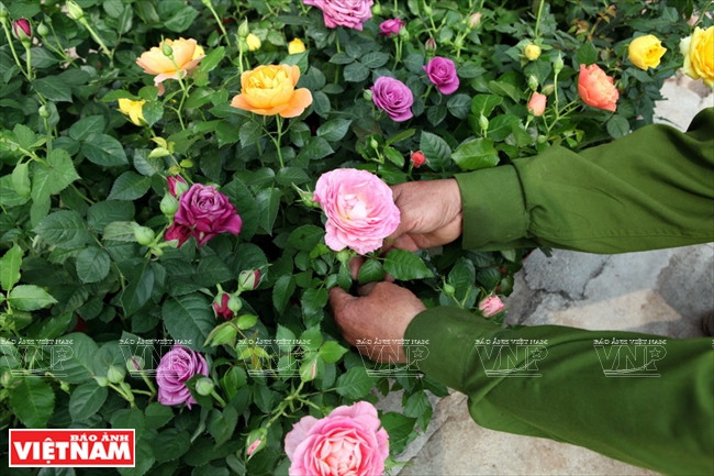  Les roses étrangères plantées dans le district de Van Giang apportent de bons revenus aux producteurs.