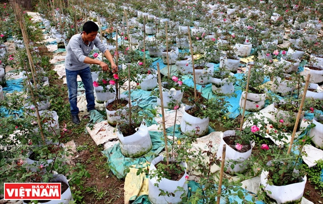 Ces roses proviennent de Grande-Bretagne, de France et de Thaïlande ​mais aussi de diverses localités vietnamiennes comme Sapa, Hai Phong, Van Khôi, Son La, Nam Dinh... Ces variétés, adaptées au climat et au sol de la région, ont apporté une grande valeur économique aux producteurs.