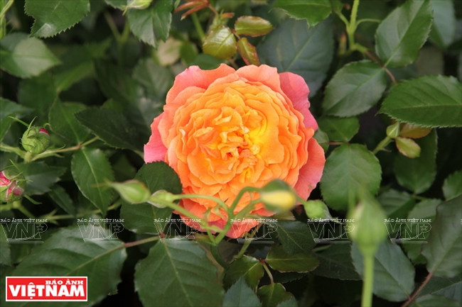 Nhập mô tả cho ảnh