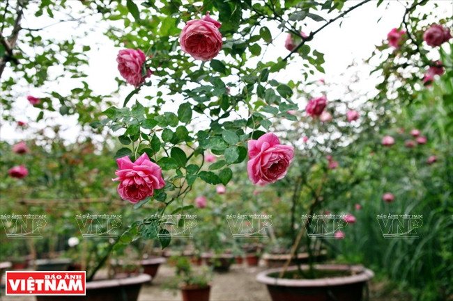 Les roses anciennes de Sapa