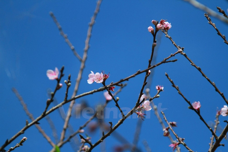 Selon ​les habitants locaux, la floraison a commencé il y a une semaine.