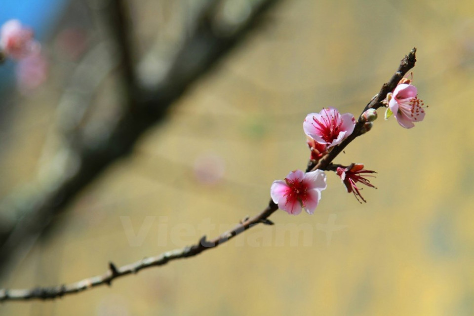 A Y Ty, les pêchers fleurissent toujours tôt.