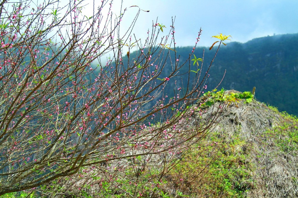 Les fleurs de pêcher ​sont une beauté des régions montagneuses.