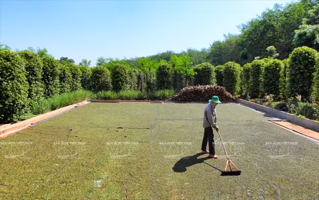 Séchage des ​grains à Lôc Ninh (province de Binh Phuoc). 