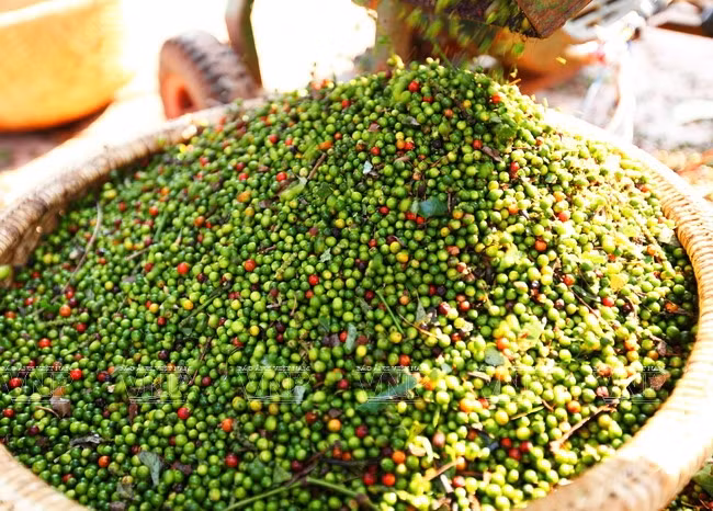 Séparation des fruits des grappes après la récolte. 