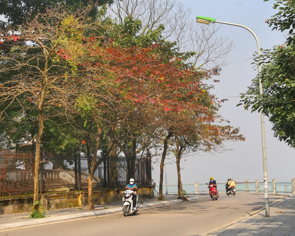 Feuilles rouges et jaunes sur les branches à Hanoi. Photo: VNA