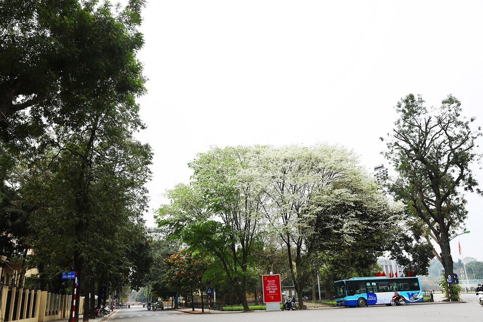 Exclusifs de Hanoï, les fleurs blanches de sua (Dalbergia tonkinensis) en floraison prennent part à son charme au mois de mars à Hanoi, et la distinguent de toutes les autres localités du pays. Leurs fleurs ressemblent à des nuages de coton doux, formant un paysage pittoresque. Photo: VNA