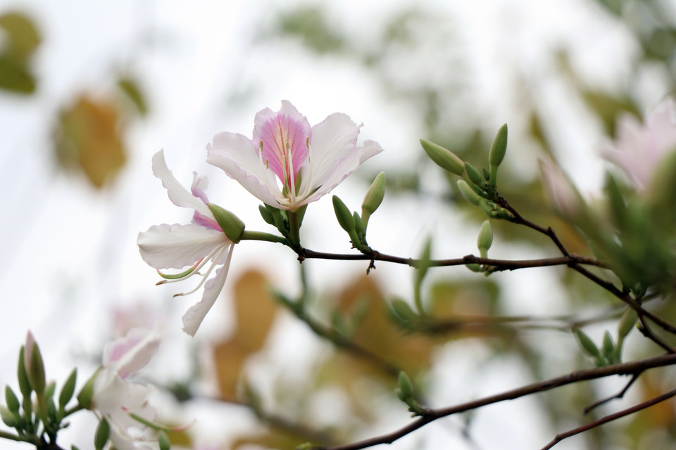 Pendant la saison de floraison, le paysage devient romantique, rempli d'une nouvelle vivacité. Photo: VNA