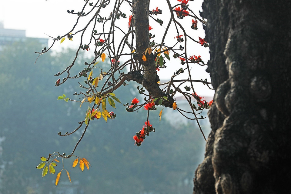 Durant les mois de mars et d’avril, les chemins de la ville de Hanoi sont couverts de la couleur rouge éclatante de fleurs du bombax ceiba. La floraison de fleurs du bombax ceiba annonce l’approche de l’été. Photo: VNA