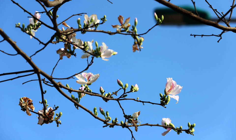 Cette fleur commence à fleurir généralement à partir de la mi-février. En mars, c’est le moment où les fleurs sont en pleine floraison. Photo. VNA