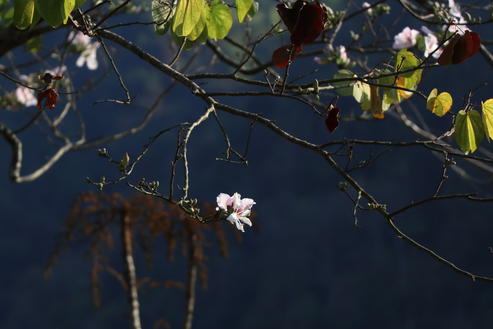 La fleur de bauhinie est assimilée à une fille Thái à la beauté douce, pure et fidèle. Photo: VNA