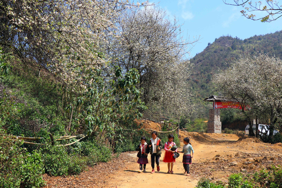 Le chemin de l’école des enfants du village de Nâm Nghiêp est rempli des fleurs d'aubépine. Photo : VNA