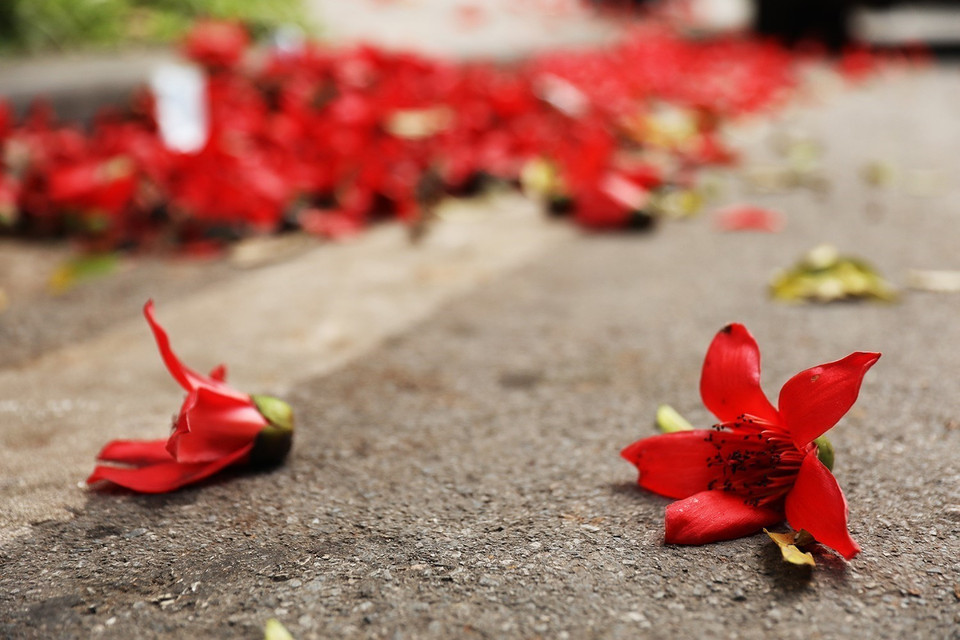 Lors des derniers jours du printemps, de nombreuses zones de Hanoi sont ornées de fleurs rouges. Le rouge foncé des fleurs du bombax ceiba offre un spectacle saisissant. Photo: VNA